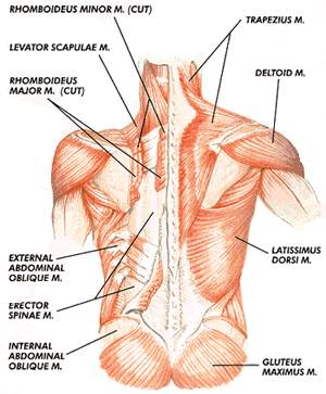 Middle back pain  Elemental Ergonomics's Blog